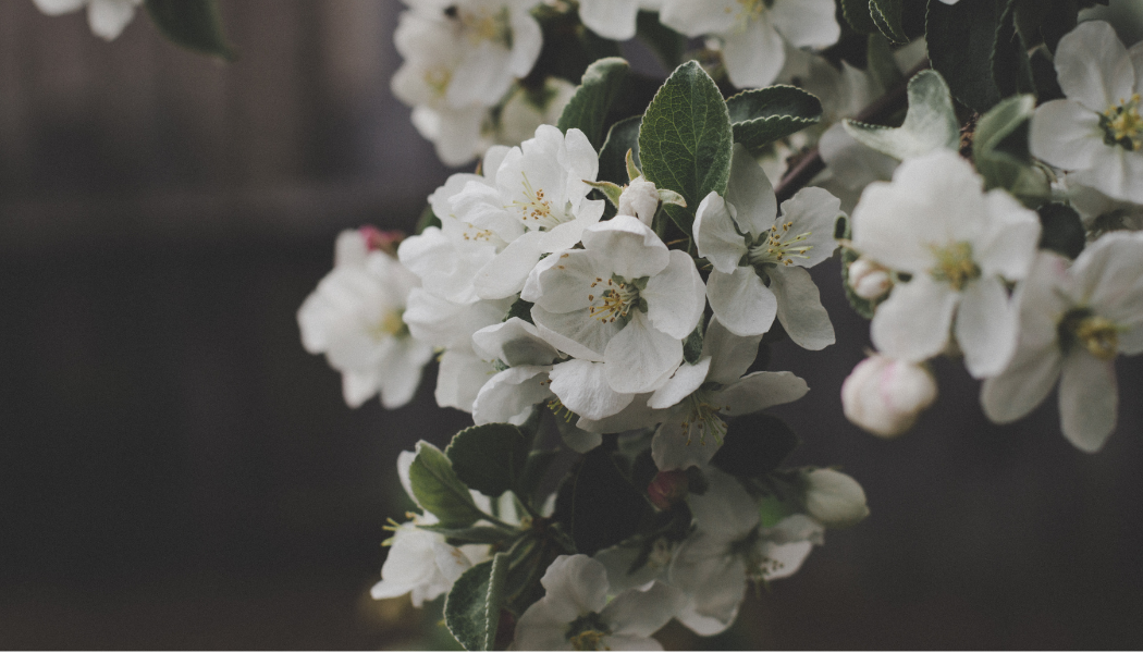 White flower symbolizing remembrance and healing in times of pregnancy loss